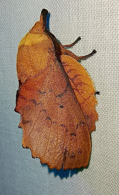 Gastropacha quercifolia - tölgylevélpohók