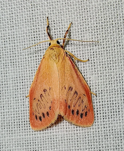 Miltochrista miniata - piros medvelepke