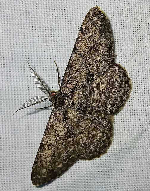 Hypomecis roboraria - nagy tölgyfaaraszoló