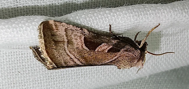 Eucarta virgo - mocsári ametisztbagoly