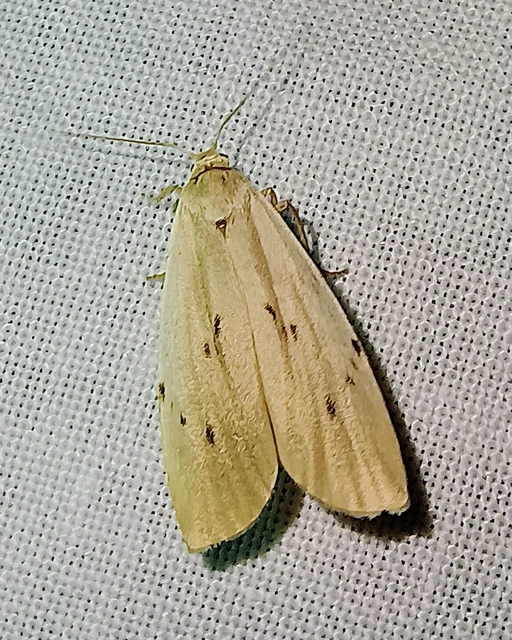 Pelosia muscerda - hamvas zuzmószövő