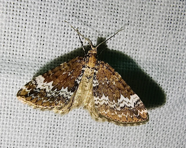 Perizoma alchemillata - árvacsalán-araszoló