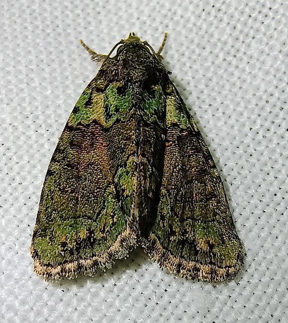 Cryphia algae - sárgászöld zuzmóbagoly