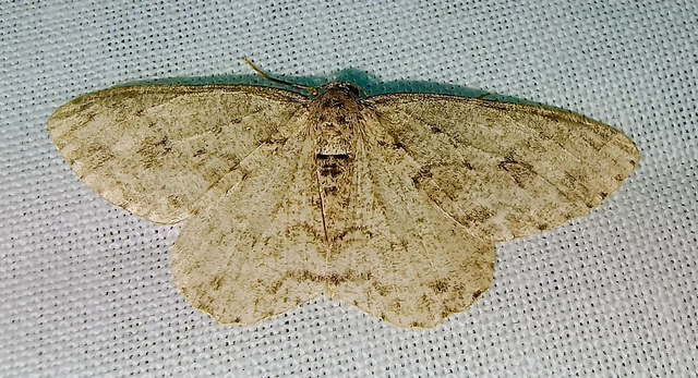 Ectropis crepuscularia - avararaszoló