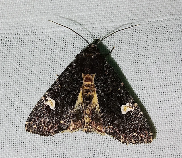 Melanchra persicariae - fehérfoltos kertibagoly