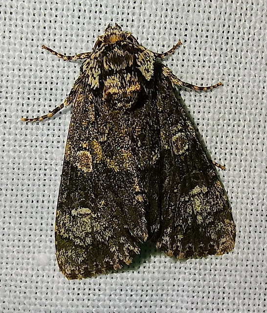 Craniophora ligustri - fagyalbagoly