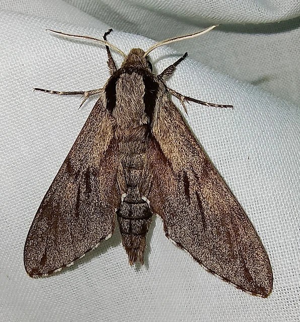 Hyloicus pinastri - fenyőszender
