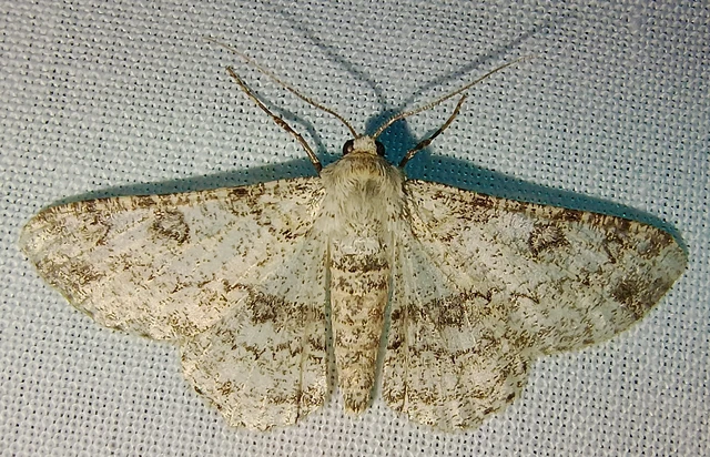 Ascotis selenaria - holdas faaraszoló