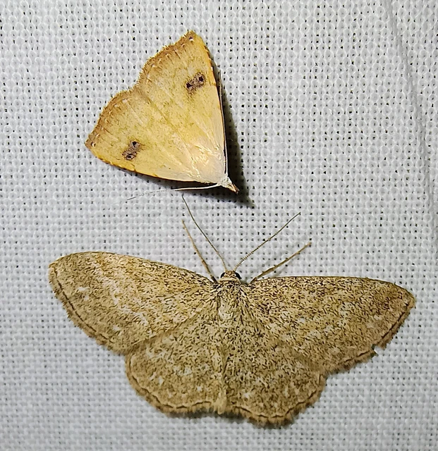 Rivula sericealis - selymes lórombagoly