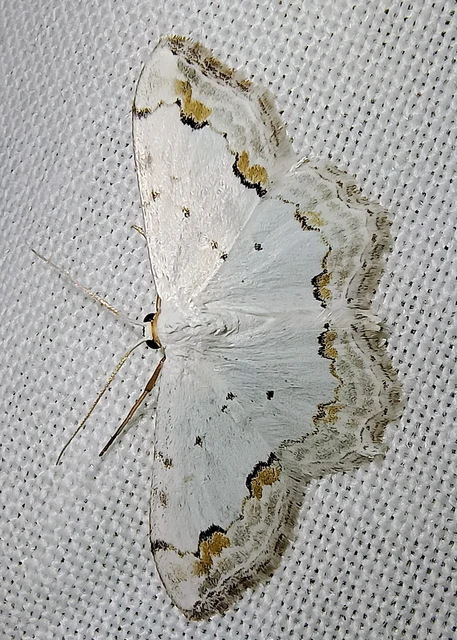 Scopula ornata - díszes fehéraraszoló