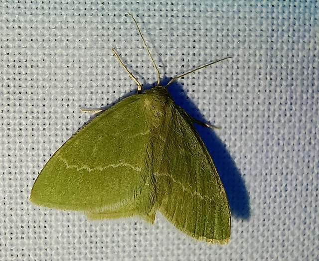 Chlorissa cloraria - sárgászöld araszoló