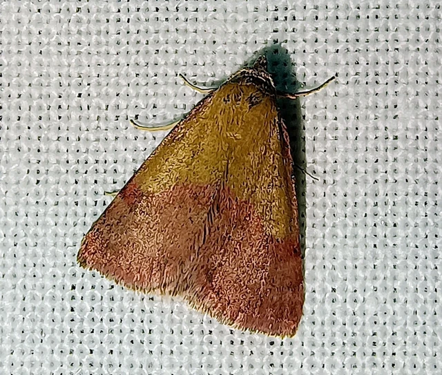 Phytometra viridaria - pirossávos bagoly