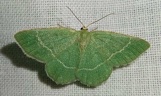 Chlorissa cloraria - sárgászöld araszoló