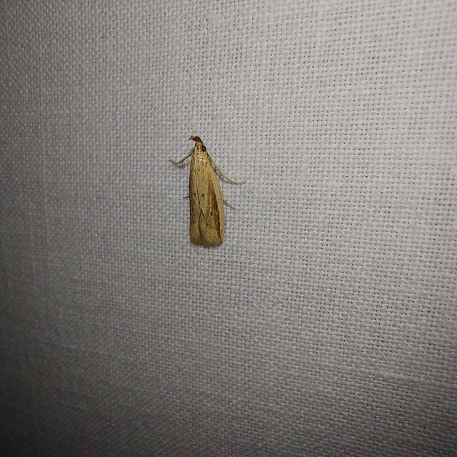 Hypsotropa unipunctella - sztyeppréti karcsúmoly