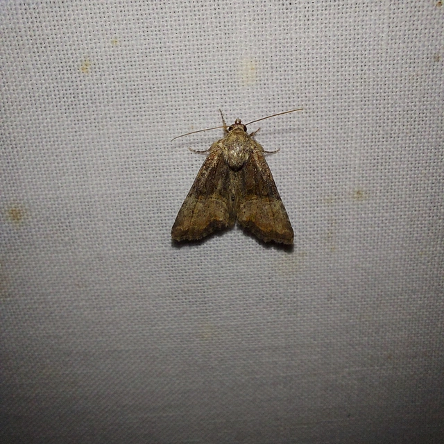 Mesoligia furuncula - kétszínű dudvabagoly