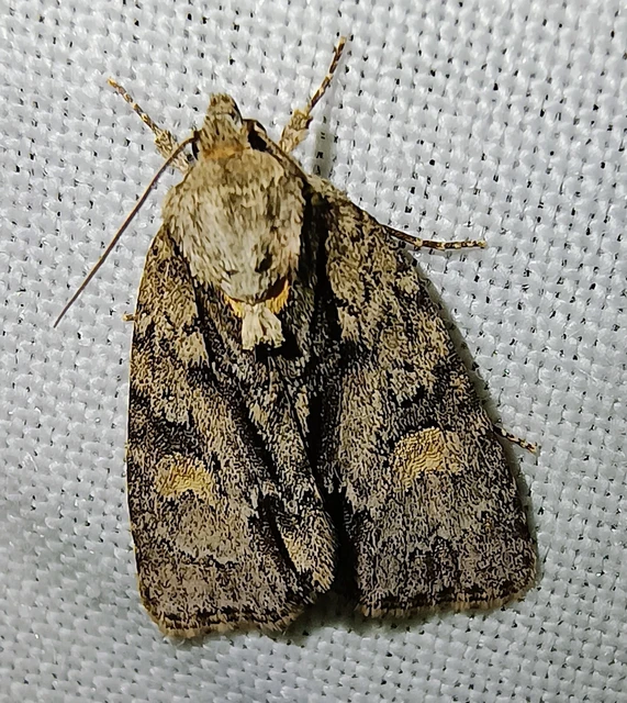 Acronicta strigosa - kis szigonyosbagoly
