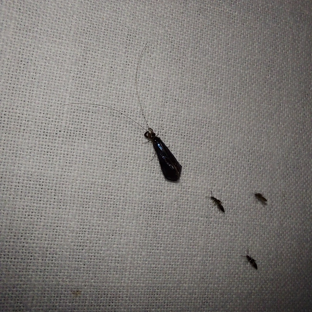 Trichoptera - Tegzesek
