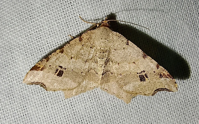 Macaria alternata - közönséges szürkearaszoló