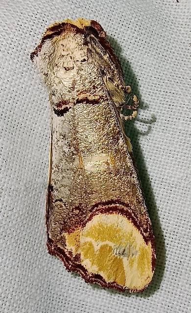 Phalera bucephala - sárgafoltos púposszövő