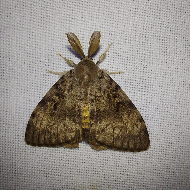 Lymantria dispar - gyapjaslepke