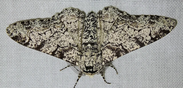 Biston betularia - szürkepettyes araszoló
