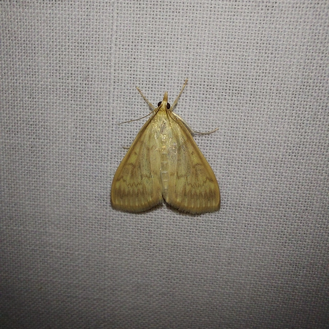 Ostrinia nubilalis - kukoricamoly