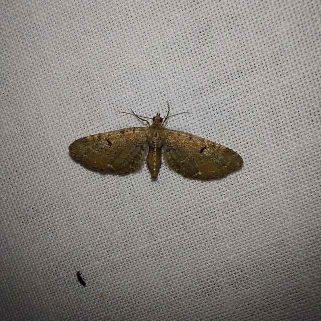 Eupithecia absinthiata - üröm-törpearaszoló