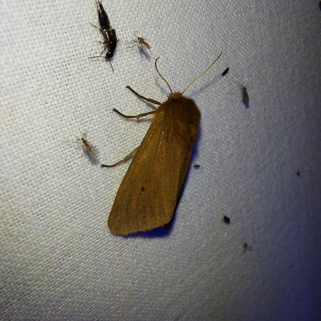 Phragmatobia fuliginosa - füstös medvelepke