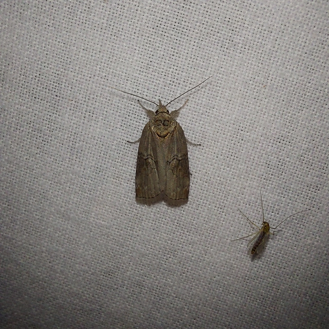 Nycteola asiatica - nyárfa-trapézbagoly