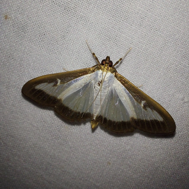 Cydalima perspectalis - puszpáng-tűzmoly