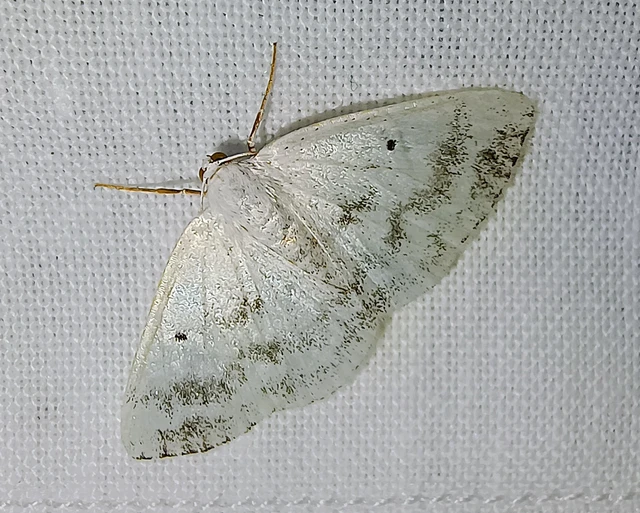 Lomographa temerata - foltos fehéraraszoló