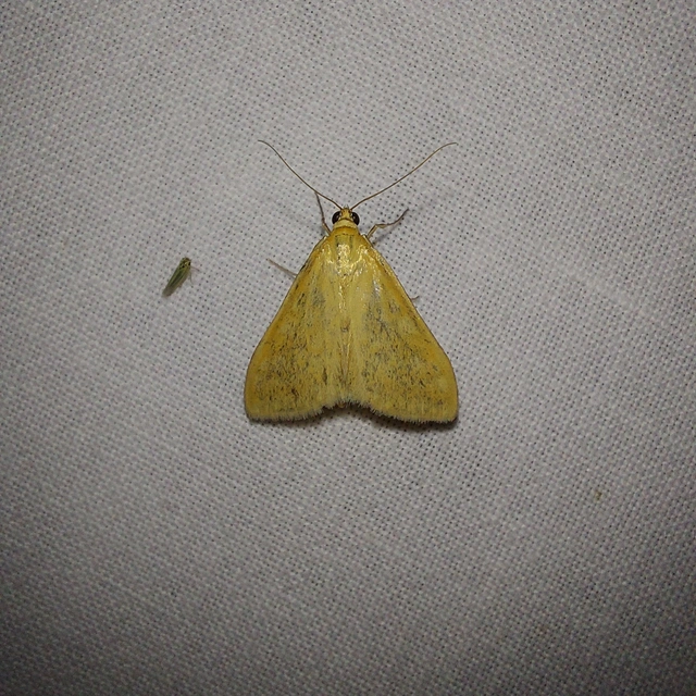 Sitochroa verticalis - világossárga dudvamoly