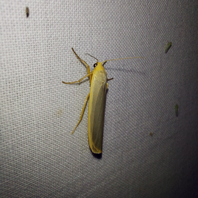 Eilema complana - közönséges zuzmószövő