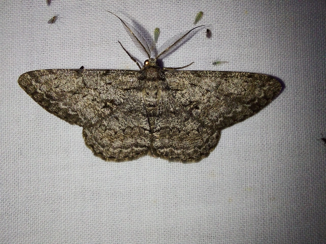 Hypomecis roboraria - nagy tölgyfaaraszoló