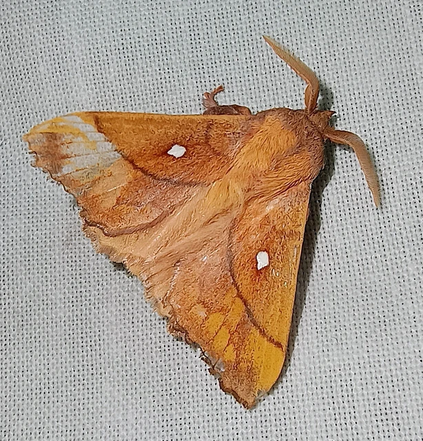 Odonestis pruni - szilvafapohók