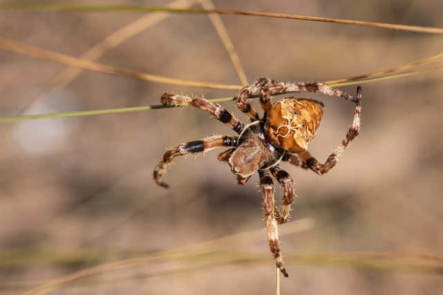 Araneus grossus - óriás keresztespók