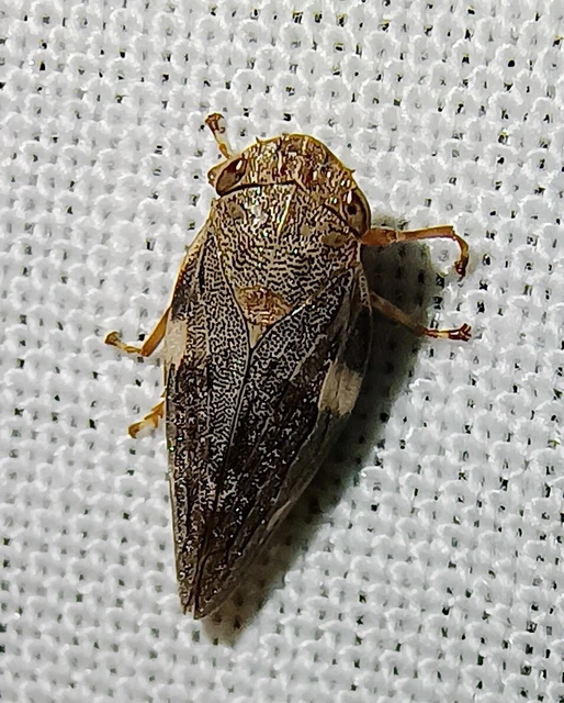 Aphrophora alni