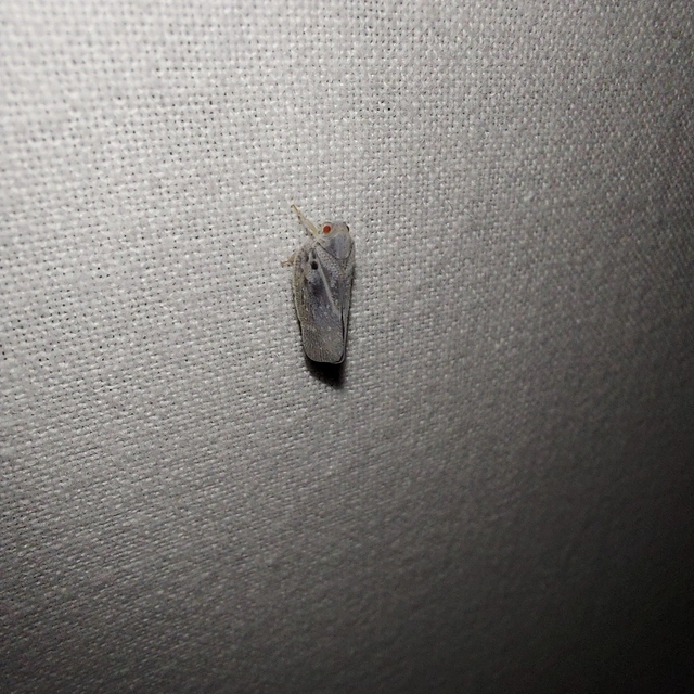 Metcalfa pruinosa - amerikai lepkekabóca