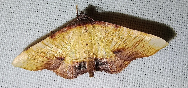Plagodis dolabraria - baltaszárnyú araszoló