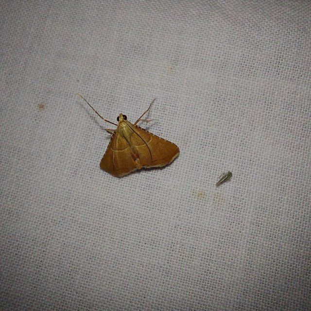 Endotricha flammealis - tüzesszárnyú fényilonca