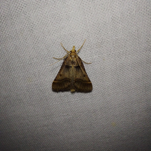 Stemmatophora brunnealis - barna fényilonca