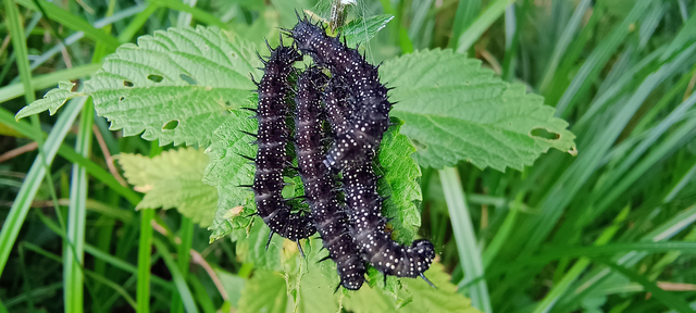 Nymphalis io - nappali pávaszem
