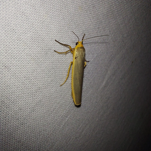 Eilema complana - közönséges zuzmószövő