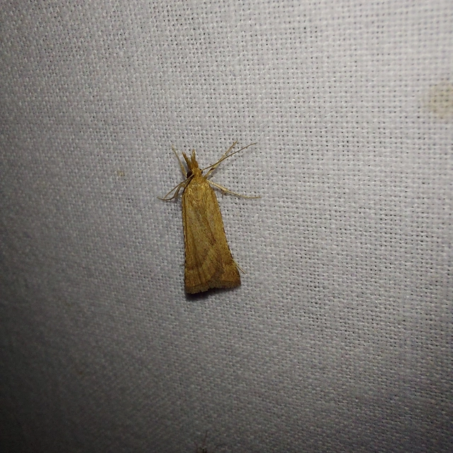 Synaphe punctalis - hosszúlábú fényilonca