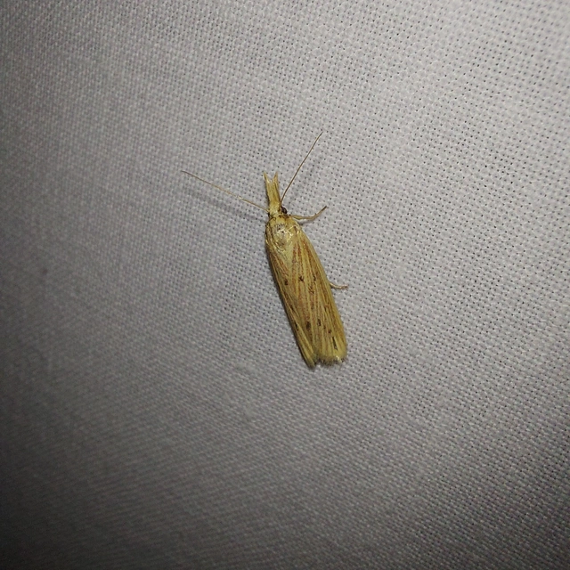 Ematheudes punctella - kúposfejű karcsúmoly