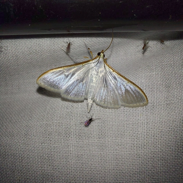 Palpita vitrealis - hófehér tűzmoly