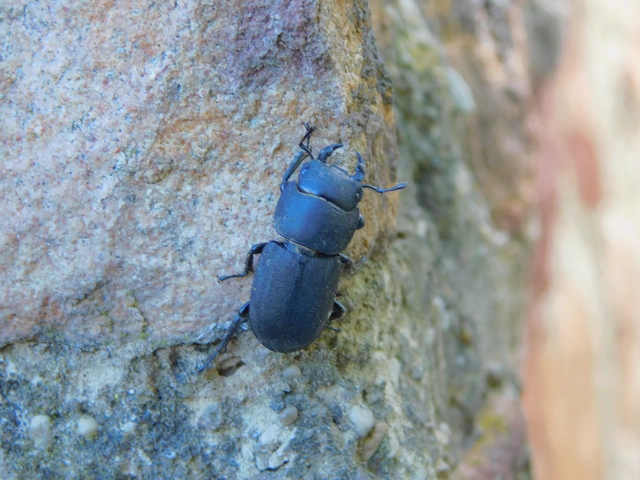Dorcus parallelipipedus - kis szarvasbogár