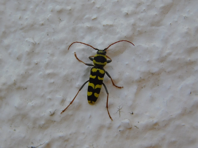 Echinocerus floralis - lucerna-darázscincér