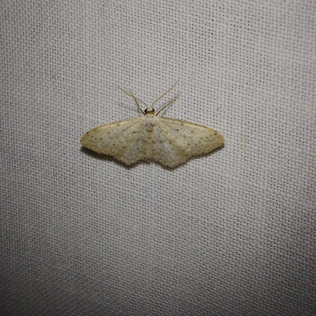 Idaea seriata - szürke apróaraszoló