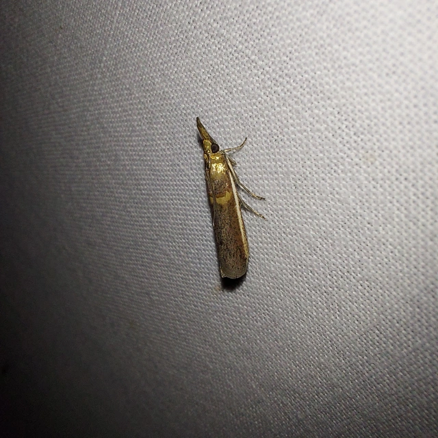 Etiella zinckenella - akácmoly